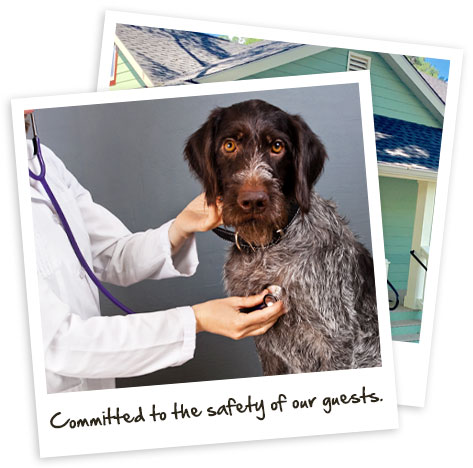 do dogs really need kennel cough vaccine